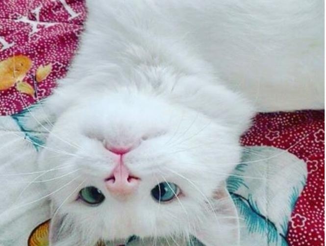 بالصور: أجمل قط في العالم