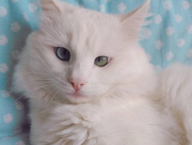 بالصور: أجمل قط في العالم