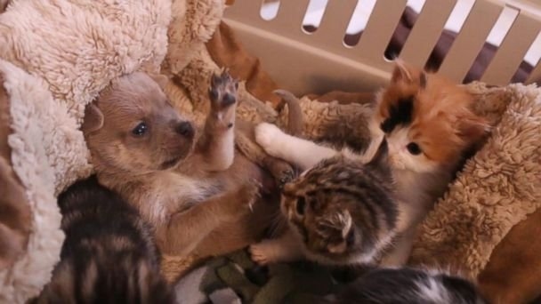 Watch: Orphaned Puppy Adopted by Mother Cat and Litter of Kittens