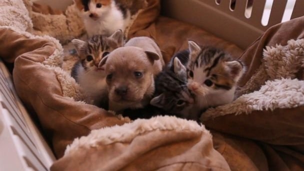 Watch: Orphaned Puppy Adopted by Mother Cat and Litter of Kittens