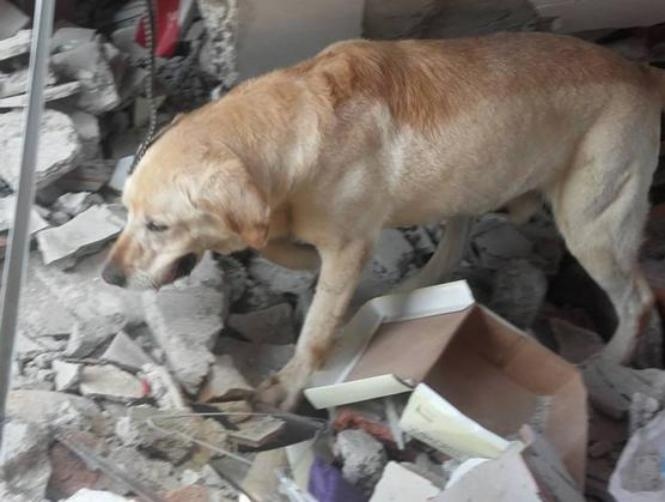 Hero Dog Dies of Exhaustion after Rescuing Seven People from Rubble