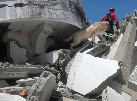 Hero Dog Dies of Exhaustion after Rescuing Seven People from Rubble