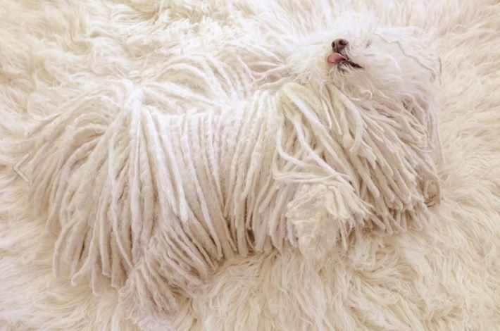 Mark Zuckerberg's Dog Beast is a Master of Disguise