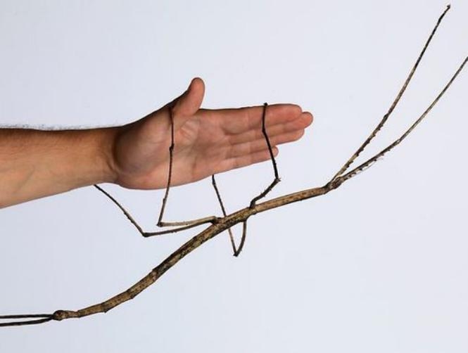 China Bug Declared World's Longest Insect
