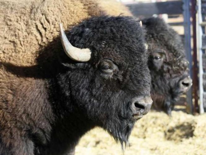 Bison Officially Designated as National Mammal of U.S.