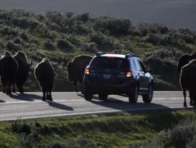 Yellowstone issues warning after visitors put baby bison in car