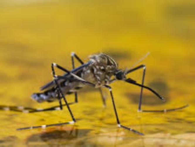 Angola yellow fever outbreak could spark 'global crisis': Red Cross