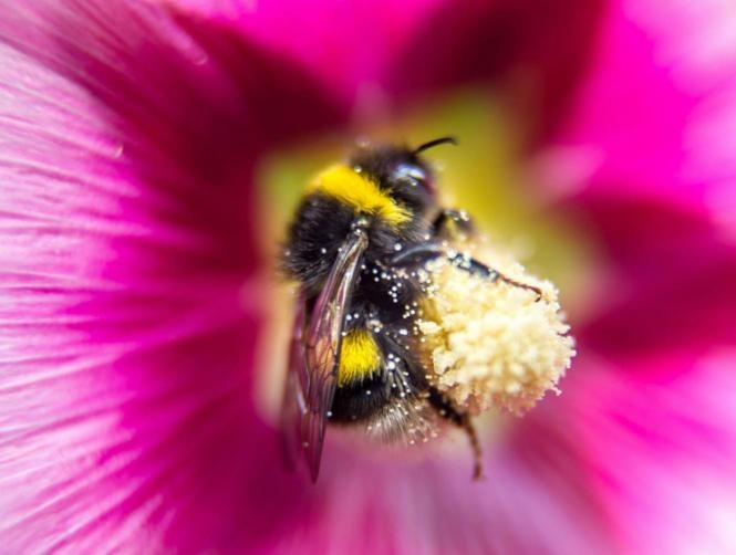 20,000 Bees Chase Car for Two Days to Save Queen