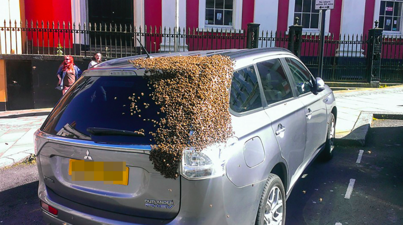 20,000 Bees Chase Car for Two Days to Save Queen