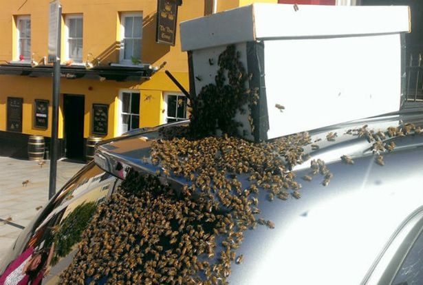 20,000 Bees Chase Car for Two Days to Save Queen