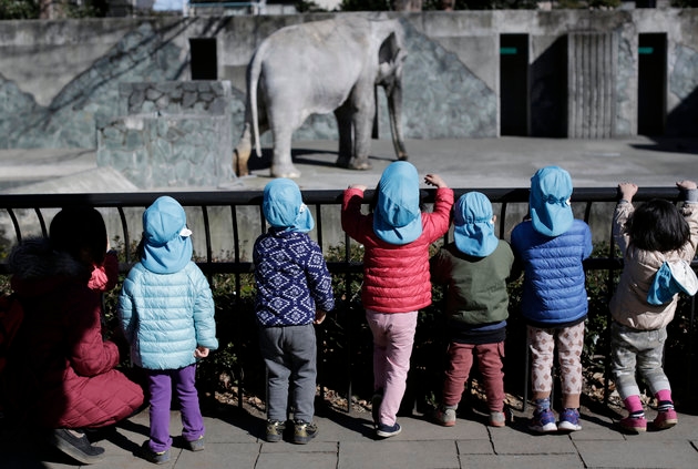 World's 'Loneliest Elephant' Dies After Decades In Concrete Enclosure