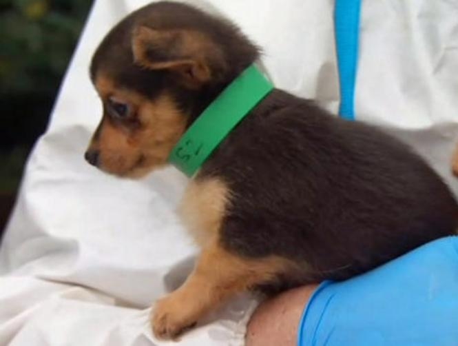 Hoarding Nightmare: 276 Dogs Rescued From A Single Home