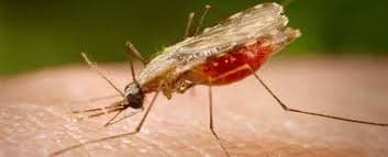 Six Innovations Scientists Hope Will End Malaria