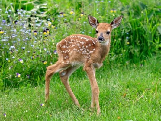Tourist Performs Roadside C-Section to Save Fawn