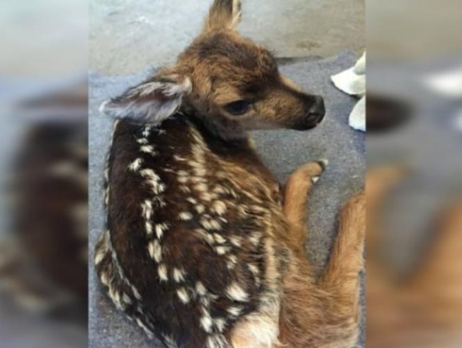 Tourist Performs Roadside C-Section to Save Fawn