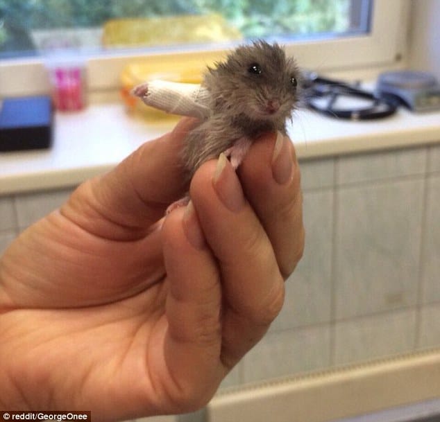 Tiny Hamster Breaks Arm, Gets Tiny Cast