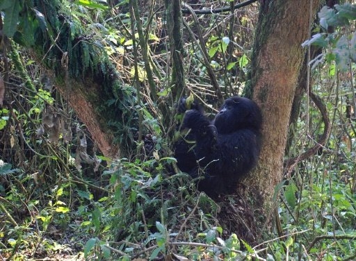 World's largest gorillas 'one step from going extinct'