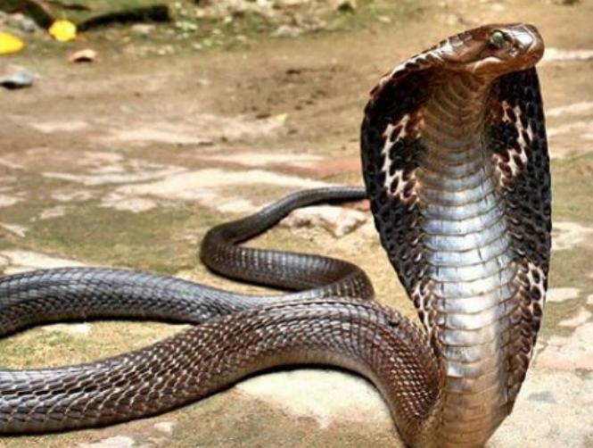 إليكم تفسير الافعى في الحلم