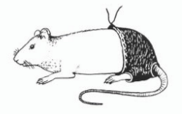 Scientist Who Put Trousers on Rat Awarded Ig Nobel Prize