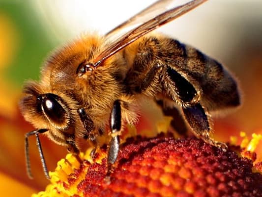 Watch: Bees Taught to Pull String for Reward and Then Train Others