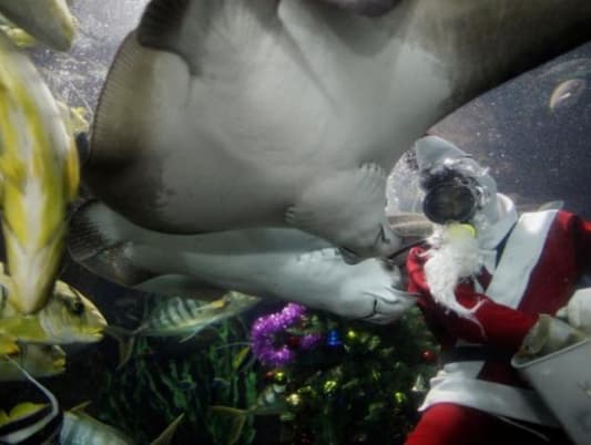 Diver killed by stingray at Singapore aquarium