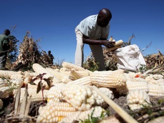 Swap maize for millet? Zimbabwe's farmers just say no