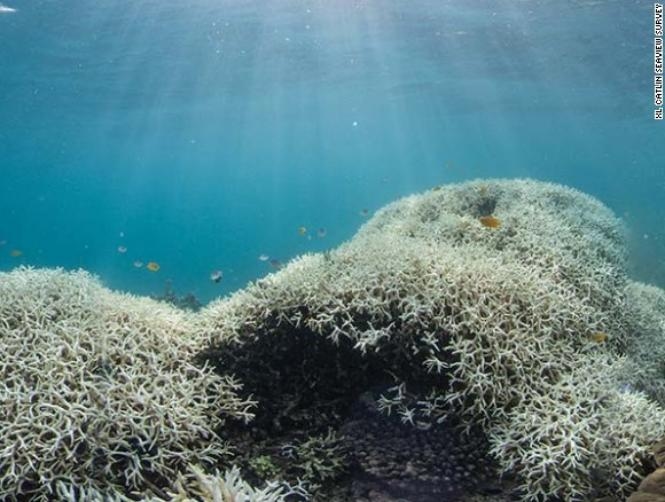 The Great Barrier Reef is Not Actually Dead