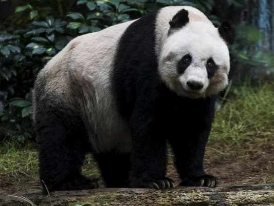 World's oldest giant panda in captivity dies in Hong Kong