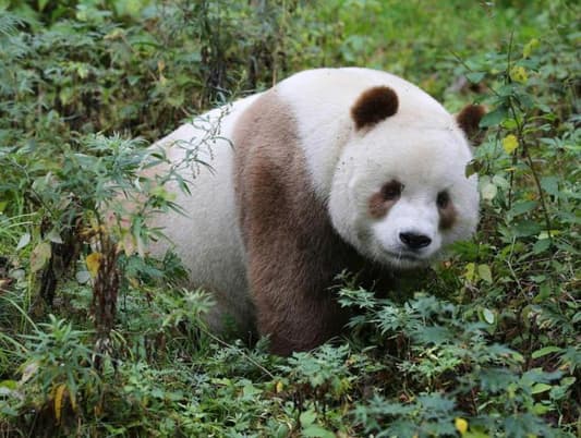 Meet The World's Only Brown Panda!