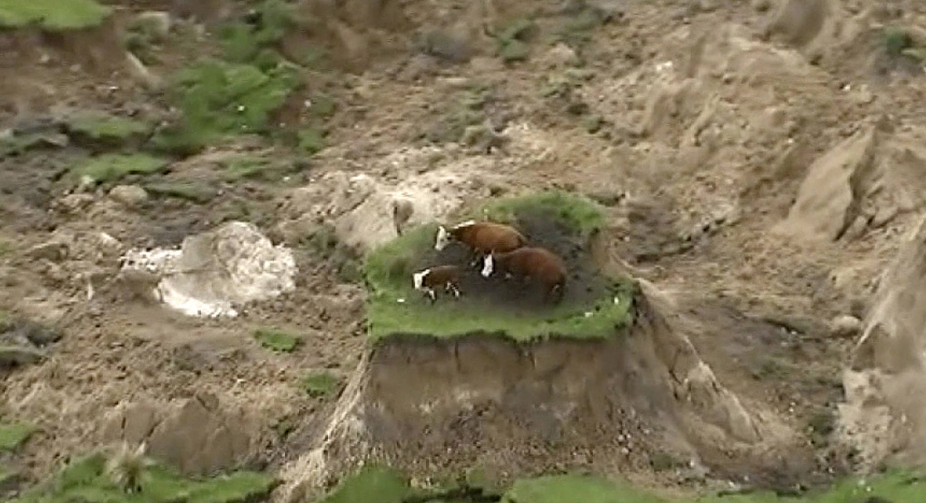 The Cow Family Stranded by New Zealand Earthquake Has Been Saved
