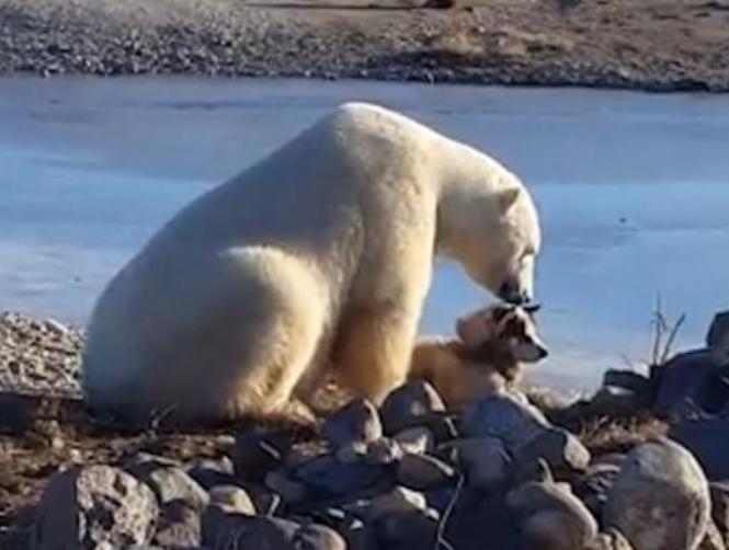 Polar Bear Strokes 'Best Friend' Dog During Amazing Encounter