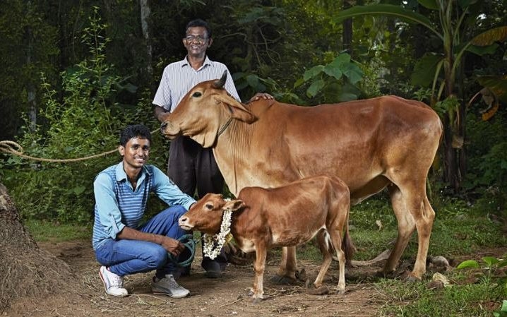 Meet Danniel, Thought to be the World's Tallest Cow