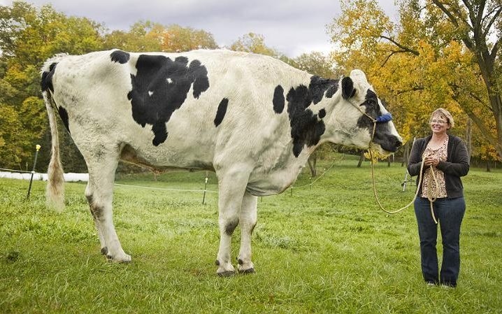 Meet Danniel, Thought to be the World's Tallest Cow
