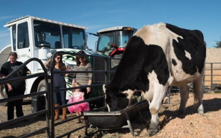 Meet Danniel, Thought to be the World's Tallest Cow