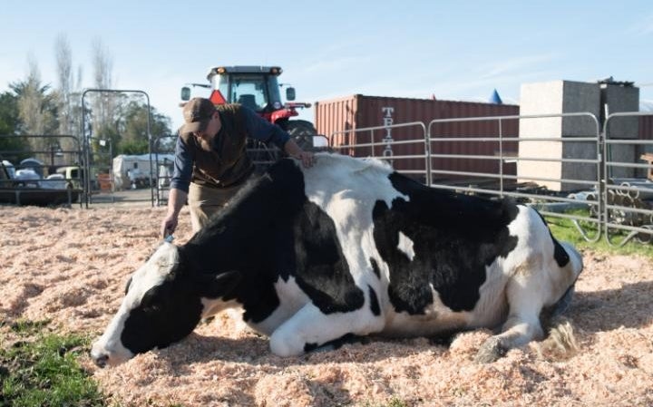 Meet Danniel, Thought to be the World's Tallest Cow
