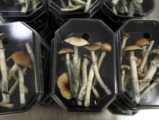 Main Highlight Image