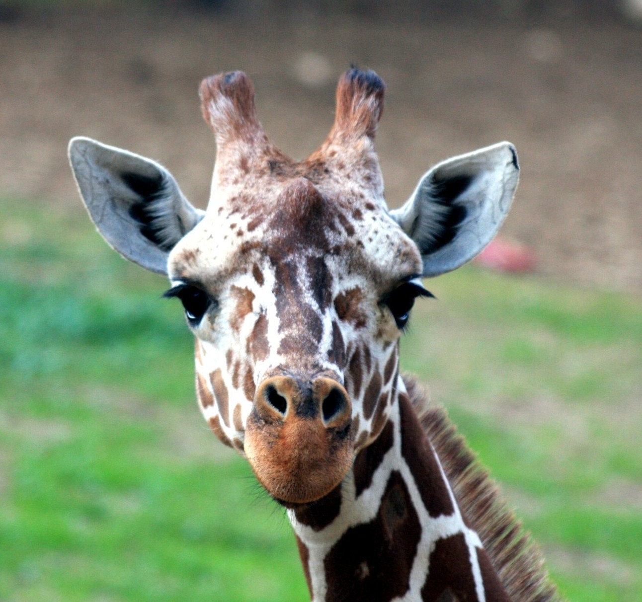 Giraffe Facing Extinction after Devastating Decline