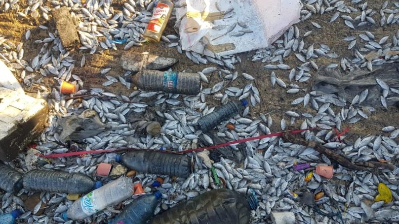 بالصّور: "المجارير" قتلتها!