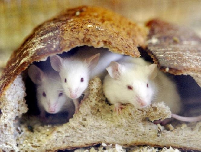 US Scientists Activate Predatory "Kill Switch" in Mice