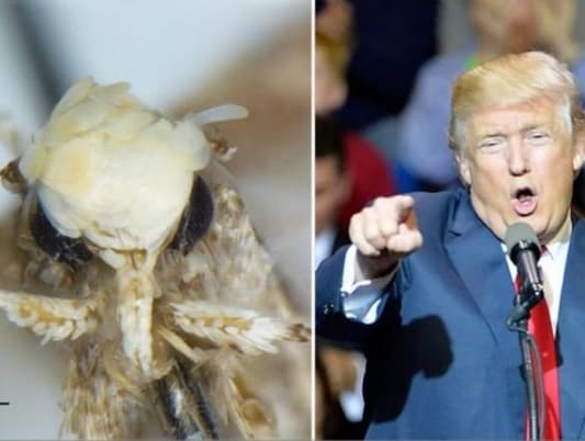 Moth with 'Golden Flake Hairstyle' Named after Donald Trump