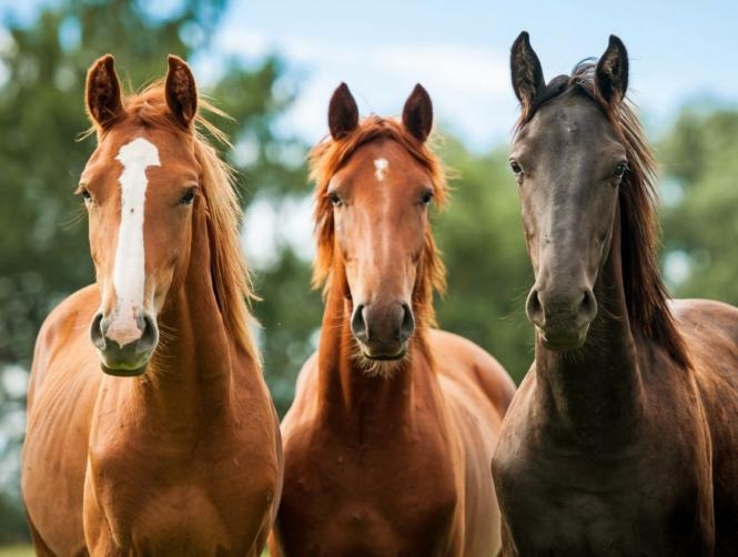 The Deadliest Animal in Australia is Not What You Think