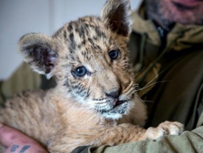 Rare Lion-Tiger Hybrid Born in Russian Zoo