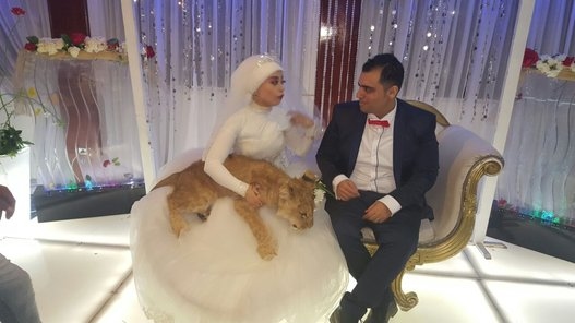 بالصور: اصطحبت معها أسدا إلى حفل زفافها