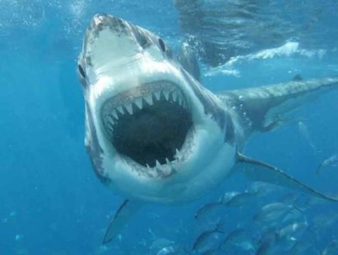 Man dies in shark attack off coast of La Reunion