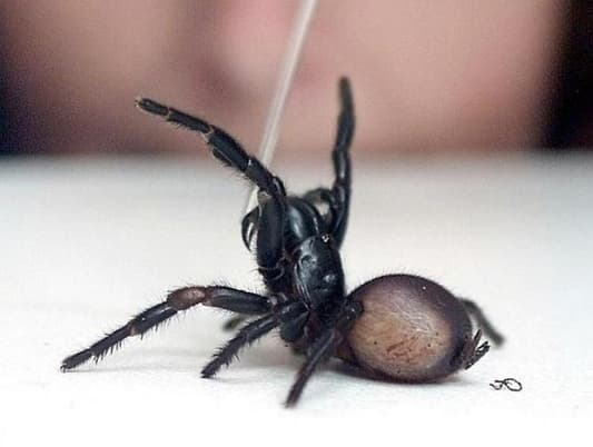 'Record' Dose of Anti-Venom Saves Boy from Deadly Spider