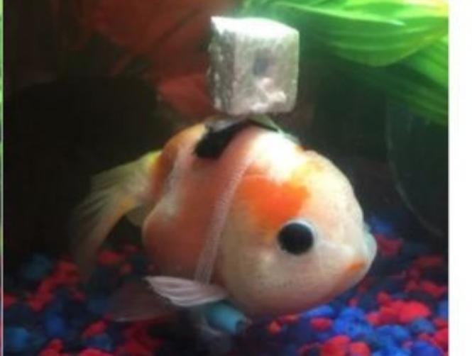 Troubled Goldfish Gets Its Own Customized Wheelchair