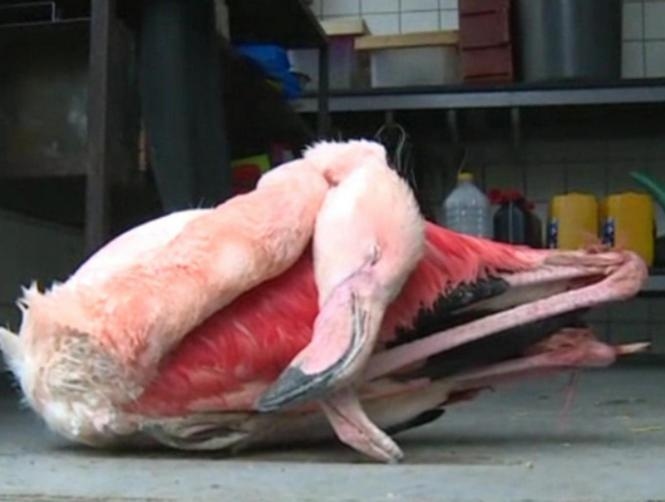 Flamingo Kicked to Death in Czech Zoo by Three Children After They Stoned It