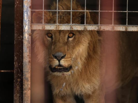 Photos: Last Two Surviving Animals at Mosul Zoo Have Been Rescued