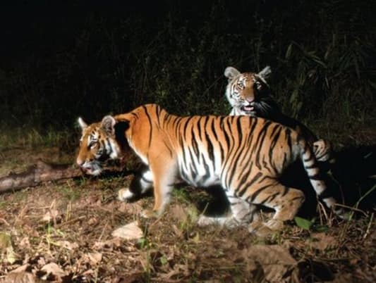 Nearly Extinct Tigers Found Breeding in Thai Jungle