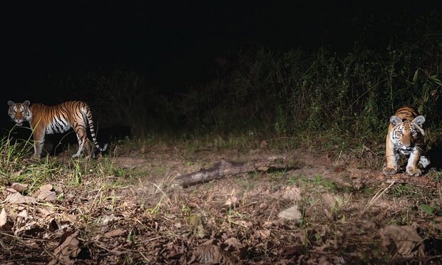 Nearly Extinct Tigers Found Breeding in Thai Jungle